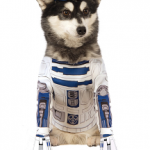 Costume R2D2 pour chien – taille M
